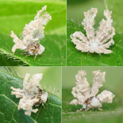 Ricania speculum